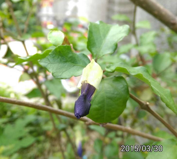 立鶴花的花苞,  bud of Thunbergia erecta, bush clockvine, king
